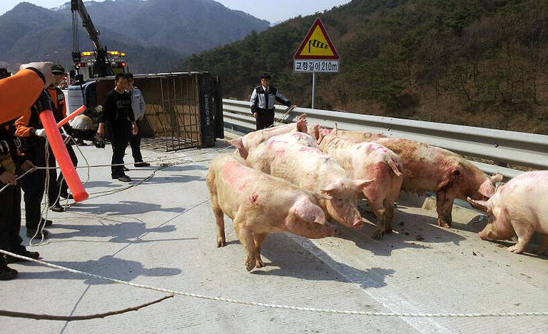 사진이 안보일 때→우측클릭→'사진보기' 클릭, OK. ☞작성: Daum카페: 한국 네티즌본부