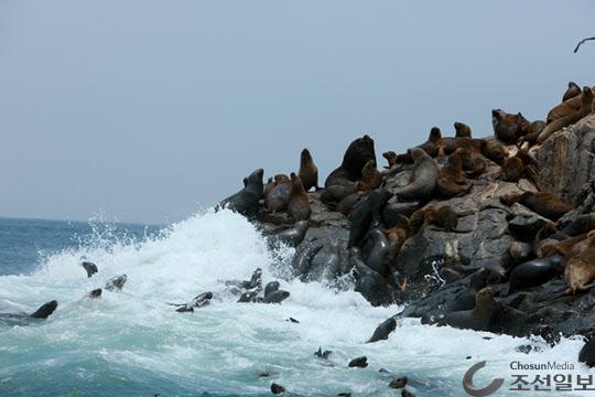 사진 한 가운데 수컷은 영락없는 바다사자(Sea Lion)라 할 만큼 사자를 닮았다.