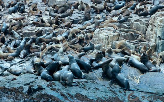 강치(물개, Sea Lion)는 몸길이 2.5m 내외 군집생활하며 일부다처제로. 수명은 약 20년. 캘리포니아, 독도 강치, 갈라파고스 강치, 페루 팔로미노 강치는 주로 태평양 연안에 서식한다.