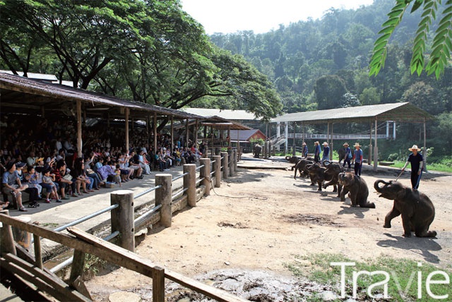 모르고 보는 것과 알고 보는 것은 다르다. 코끼리 학대로 만들어지는 쇼를 언제까지 보아야 할까