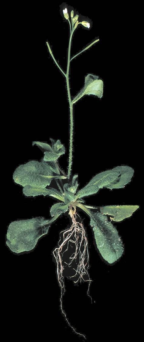 MPX팀의 프로젝트에 사용된 애기장대(Arabidopsis thaliana plant)의 모습 /NASA제공