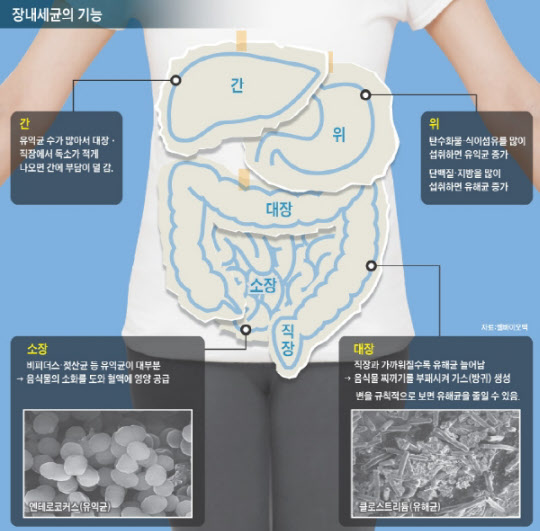 유익균은 우리 몸에 도움을 준다. 반면 유해균은 질병을 부르는 나쁜 병균이다.