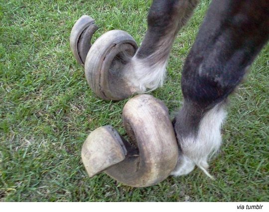 괴물 발굽... 말 발톱을 깎지 않으면