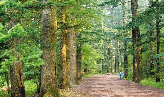 
	월정사 일주문에서 대웅전이 있는 곳까지 1㎞가 조금 넘게 펼쳐지는 전나무 숲길.
