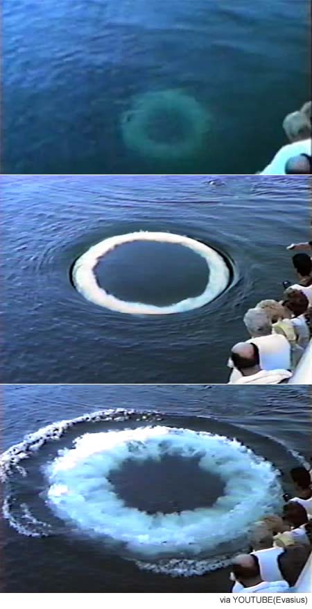 사냥 위한 고래의 버블링....‘혹등고래의 거품 고리’ 신기