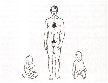 그림 출처 /R. Robin Baker and Mark A. Bellis. Human Sperm Competition; Copulation, masturbation and infidelity. 1995. p. 200.