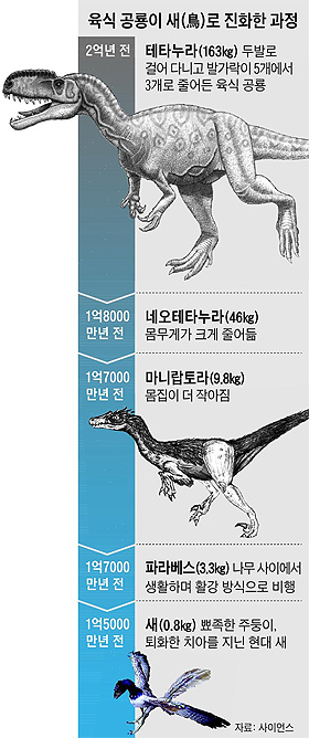 
	육식 공룡이 새로 진화한 과정 그래픽
