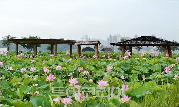 연꽃테마파크