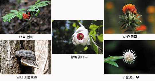 산삼 열매, 잔나비불로초, 함박꽃나무, 잇꽃(홍화), 구슬꽃나무