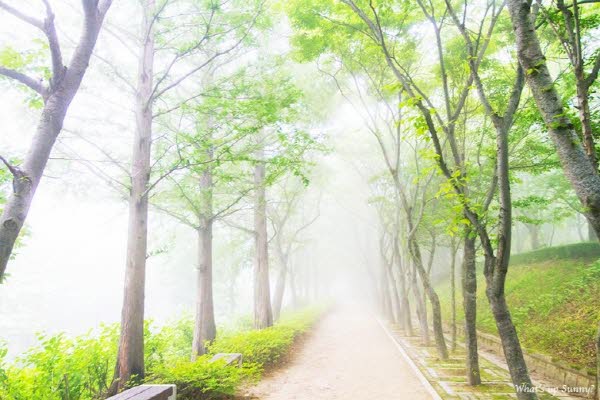 기묘한 풍경 속 경상북도 수목원