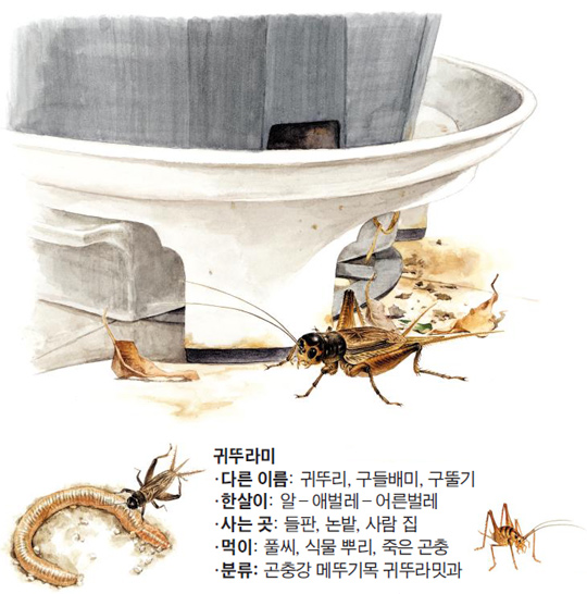 귀뚜라미.