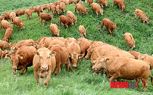 강원도 대관령 농촌진흥청 한우시험장의 한우 200여 마리가 올 첫 방목돼 초원의 신선한 풀을 뜯고 있다. 농진청은 암소 위주로 이뤄지는 방목이 인력과 생산비를 대폭 줄일 수 있고 한우들이 어리고 연한 풀을 먹어 단백질과 비타민, 무기물 등의 영양소를 고루 섭취할 수 있다고 설명했다. 