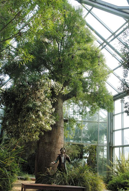 한택식물원 호주 온실에 있는 바오밥나무 사진