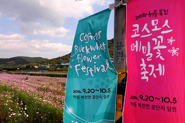 코스모스·메밀 축제.