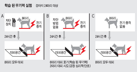 학습 된 무기력 실험 그래픽