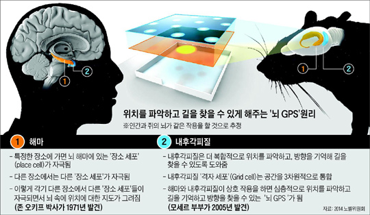 
	위치를 파악하고 길을 찾을 수 있게 해주는 '뇌 GPS' 원리.
