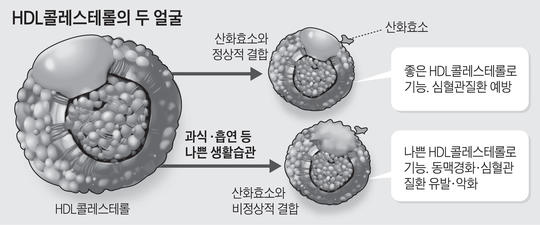 HDL콜레스테롤의 두 얼굴