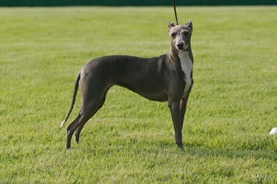 모든 개 중에 가장 빠른 그레이하운드 /한국애견협회