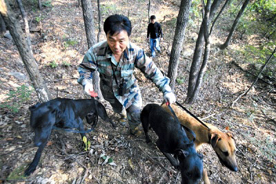 멧돼지를 추적하는 사냥개들