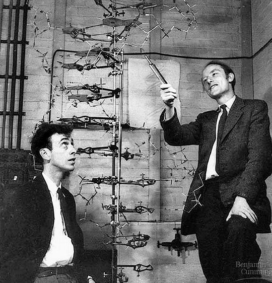 
	1962년 노벨 생리의학상 수상자인 제임스 왓슨(왼쪽)과 동료 프랜시스 크릭이 연구실에서 DNA 모형을 보며 이야기하는 모습.
