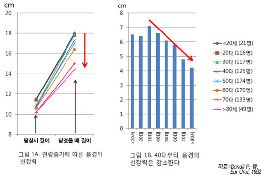 나이가 들어 '남성'이 작아지면 기능은?