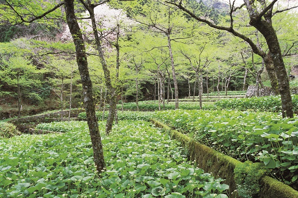 시즈오카현, 고추냉이 밭의 풍경.