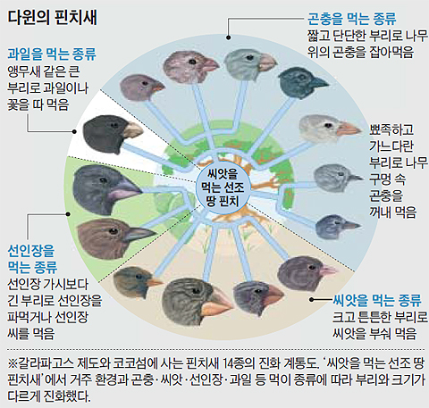 다윈의 핀치새 정리 그래픽