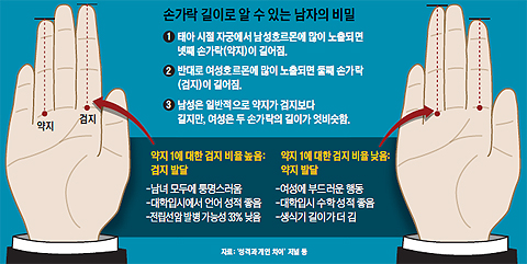 
	손가락 길이로 알 수 있는 남자의 비밀 그래픽
