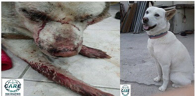 
	전라도 광주에서 일어난 동물 학대 사건. 백구 '해탈이'가 몽둥이로 맞아 눈에서 피를 흘리고 있다. 오른쪽은 사건이 일어나기 전의 해탈이 모습. /인터넷 사진 캡처
