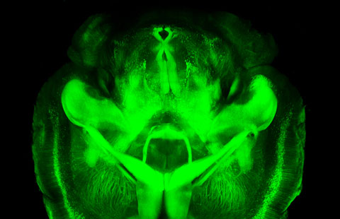 초록색 형광 단백질을 주입한 쥐의 뇌에 자외선을 비추면 특정 뇌 신경세포들이 빛을 내 자세한 연결 구조를 볼 수 있다.