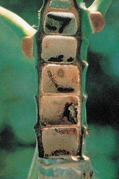 아즈텍 개미