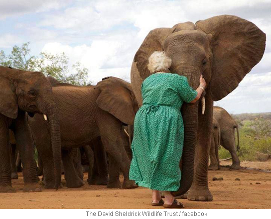 길러 준 ‘엄마’를 만난 코끼리들