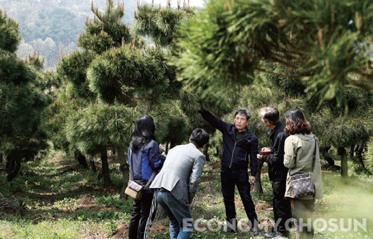 지난 4월15일 전북 고창군 부안면 나무 농장에서 나무 재테크 현장학습이 이뤄졌다. 전강옥 교장이 수강생 4명을 대상으로 좋은 소나무에 대해 설명하고 있다.