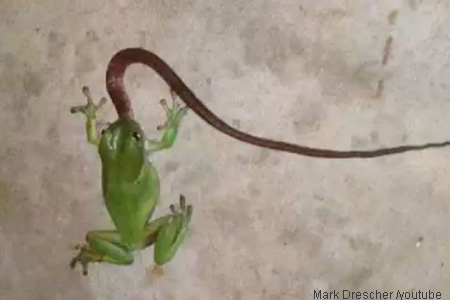 개구리 이미지