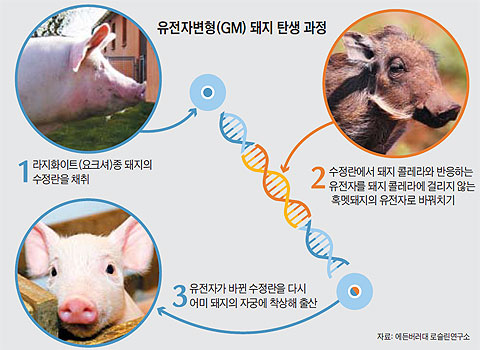 유전자변형 돼지 탄생 과정.