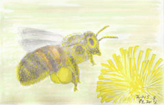 꽃가루 뭉치를 나르며 꿀을 모으는 벌