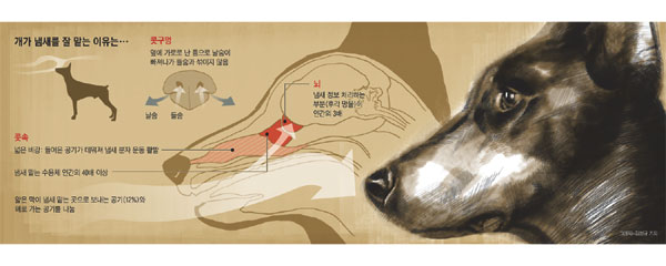개가 냄새를 잘 맡는 이유는...