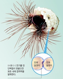 수술 부위 접착제 갯지렁이