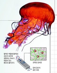 해파리 촉수 보고 암세포 걸러내는 칩 만들어