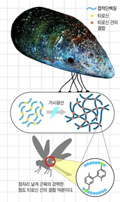 홍합 '실' 하나로 12.5㎏ 버텨