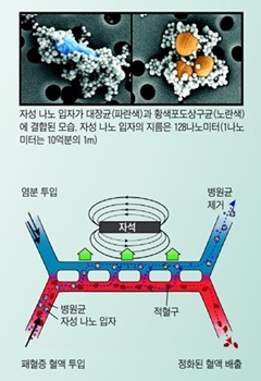 한 해 600만명 목숨 앗아가는 패혈증… 비장에서 답을 찾다