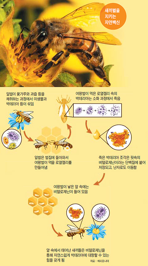 새끼벌을 지키는 자연백신 설명 그래픽