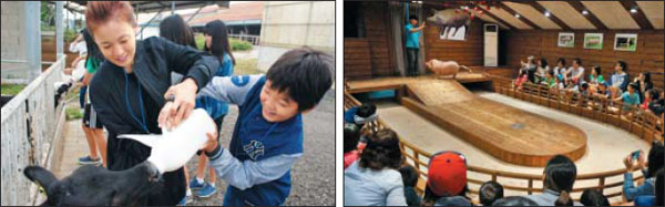 우유 짜고 돼지 공연 구경도… 오감이 깨어난다