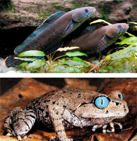 가물치의 일종인 ‘찬나 안드라오’(위)는 배를 땅에 대고 몸을 움직이는 방식으로 400m를 이동할 수 있다. 파란 눈 개구리(아래)도 히말라야에서 발견된 신종 동물이다.