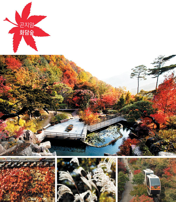 (큰 사진)맑은 연못 주변에서 울긋불긋 단풍이 불타오른다. 경기 광주시 도척면 곤지암 화담숲 수련폭포에서 내려다본 가을 풍경이다. 화담숲에는 국내에서 가장 많은 480종의 단풍나무가 군락을 이루고 있다. 올해 화담숲 단풍의 절정은 10월 마지막 주쯤이다. (아래 왼쪽부터)곤지암 화담숲‘추억의 정원’담장을 타고 올라온 잎에도 빨간 물이 들었다. 둘레길을 따라 걷다 보면 곳곳에서 억새를 볼 수 있다. 정상까지 걷기가 벅차다면 입구에서 모노레일을 타는 것도 좋다.