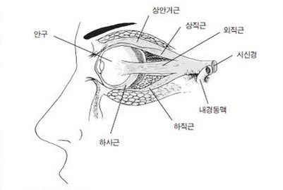 실험으로 밝혀진 ‘눈 운동의 효과’