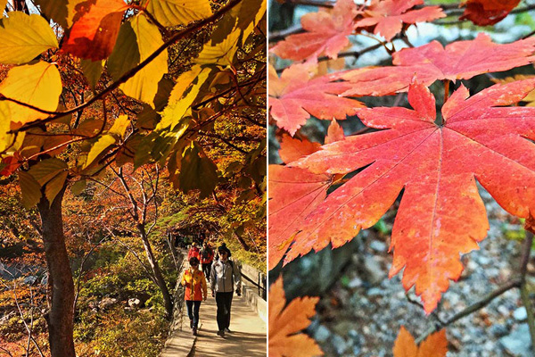 단풍물 곱게 든 내연산 산책로