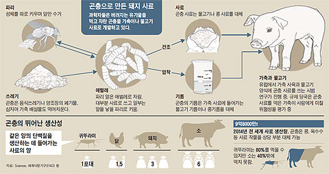 곤충으로 만든 돼지 사료. 곤충의 뛰어난 생산성.