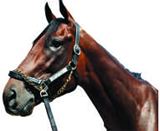 경주마 파로아 사진