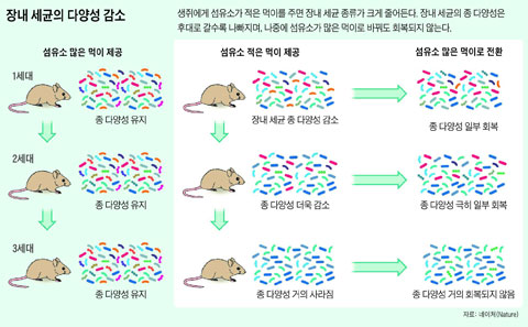 장내 세균의 다양성 감소